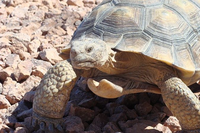 A Mojave Desert tortoise